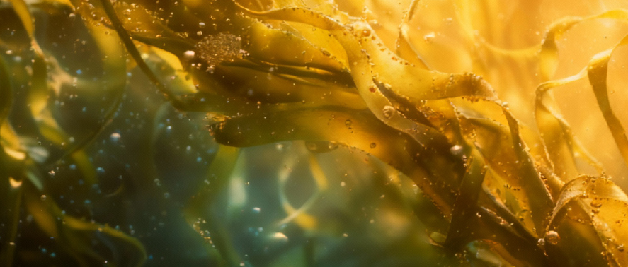 pure marine algas detox